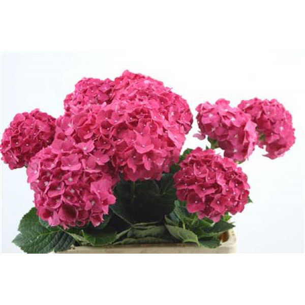 Hydrangea M Lava 60-17 60cm A1