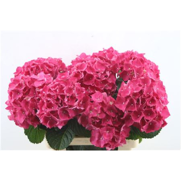Hydrangea M Lava Red 60-19 60 cm  A1