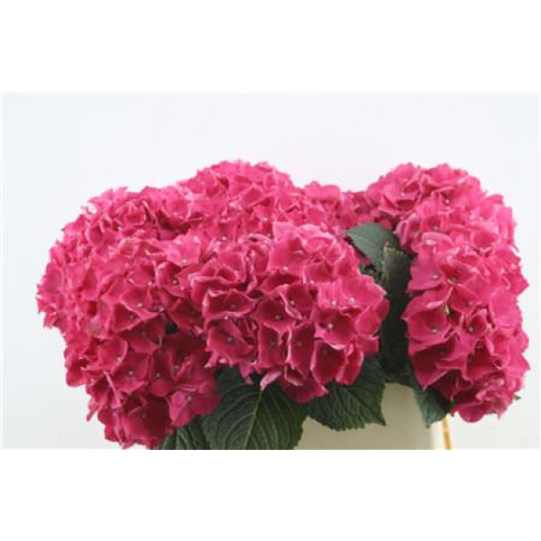 Hydrangea M Lava Red 75-20 75  cm A1
