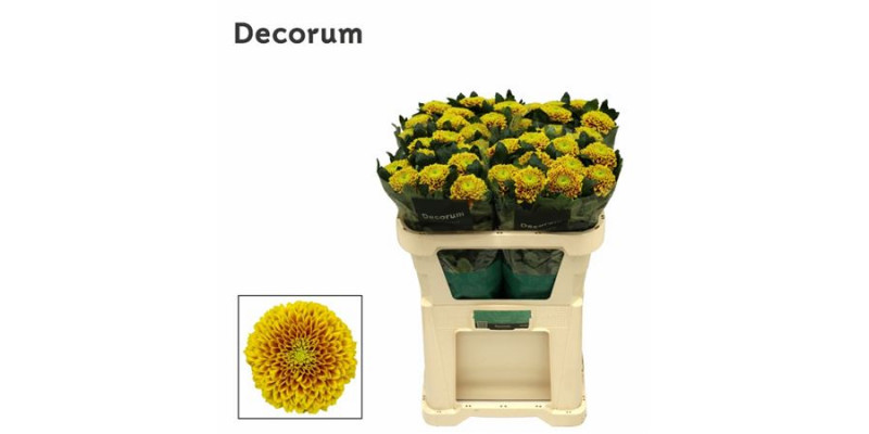 Chrysanthemums G Tropicana 70cm A1