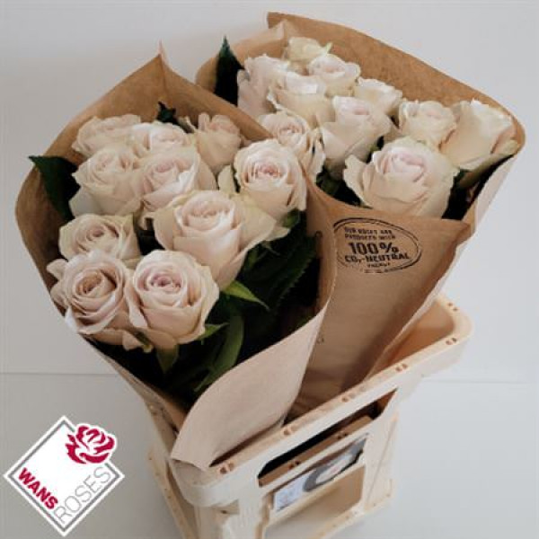 Rose Gr Garden Off-white 60cm A1