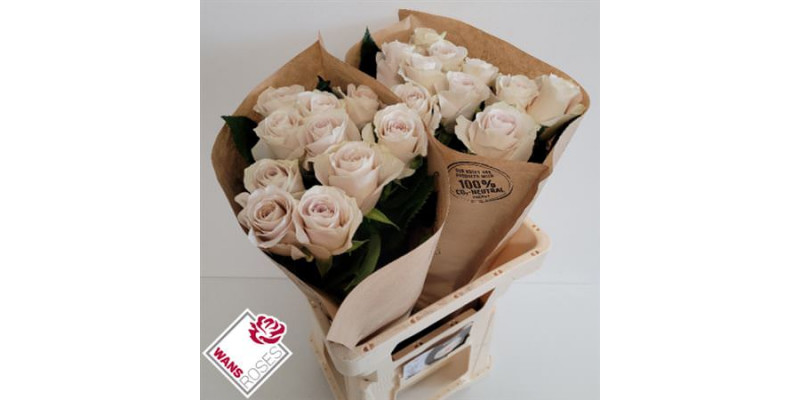 Rose Gr Garden Off-white 60cm A1