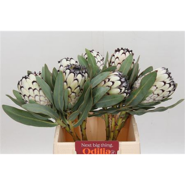 Protea Barbigera Snow Leopard 40cm A1