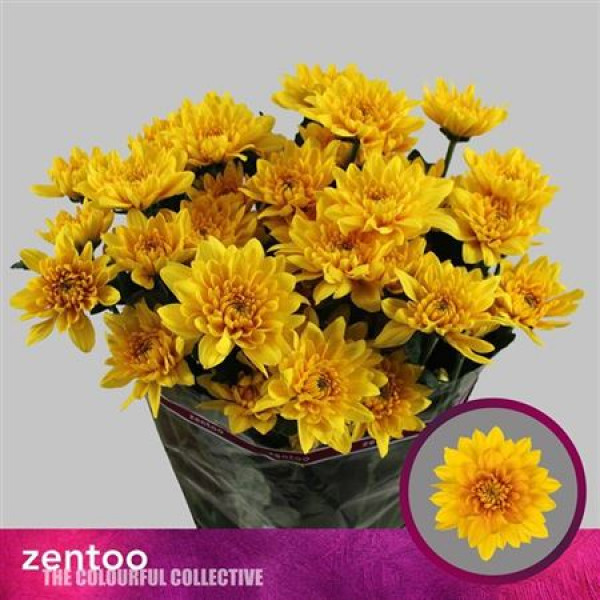 Chrysanthemums T Pastela Favori 70cm A1 Col-Yellow