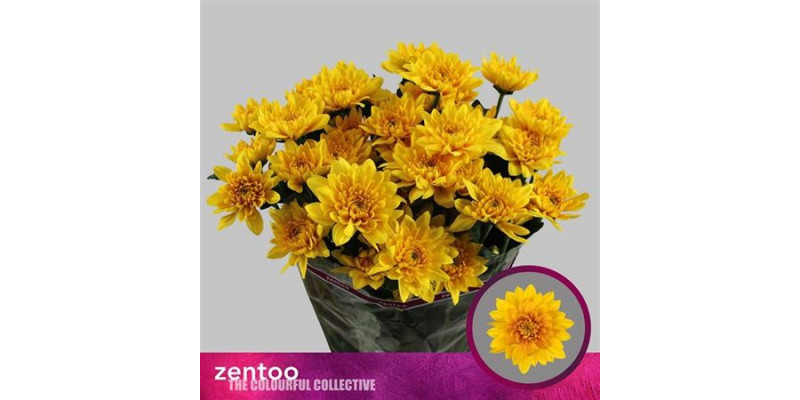 Chrysanthemums T Pastela Favori 70cm A1 Col-Yellow