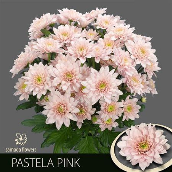 Chrysanthemums T Pastela Pink 70cm A1