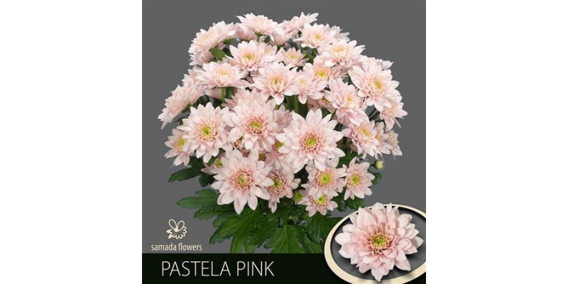 Chrysanthemums T Pastela Pink 70cm A1