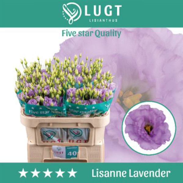 Lisianthus G Lisanne D Lave Big Sun 72cm A1