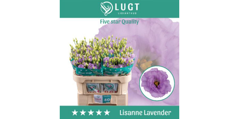 Lisianthus G Lisanne D Lave Big Sun 72cm A1