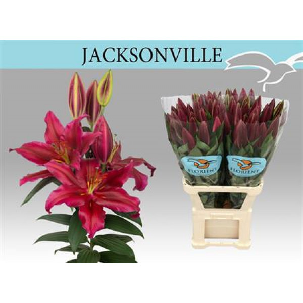 Lillys Or Jacksonville 105cm A1