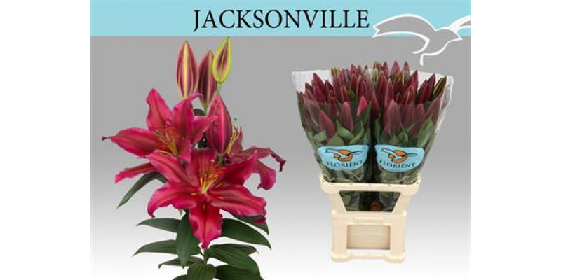 Lillys Or Jacksonville 105cm A1