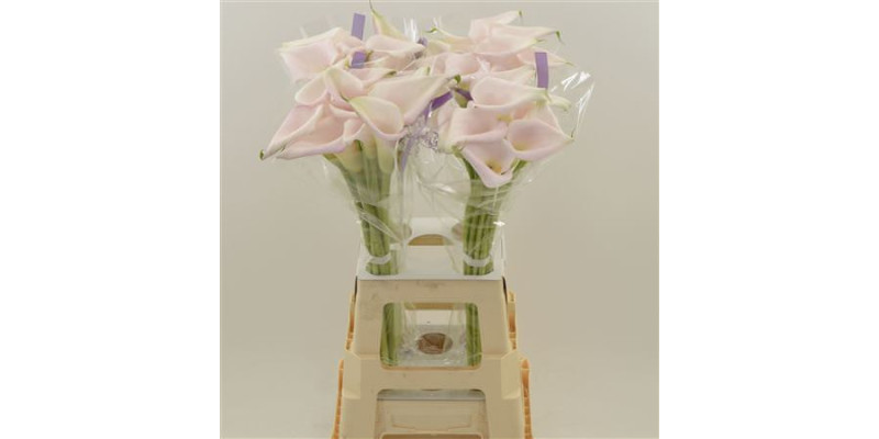 Zanthedeschias Calla Lilly Sweet Art 70 cm  A1