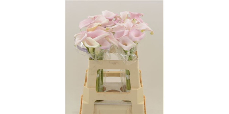 Zanthedeschias Calla Lilly Sweet Art 55 cm  A1