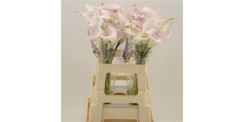 Zanthedeschias Calla Lilly Sweet Art 60 cm  A1