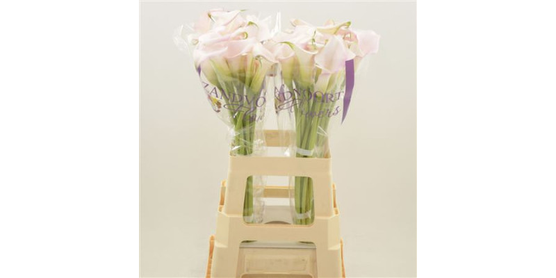 Zanthedeschias Calla Lilly Sweet Art 65 cm  A1