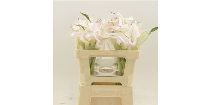 Zanthedeschias Calla Lilly Sweet Art 50 A1