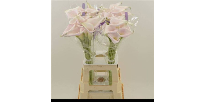 Zanthedeschias Calla Lilly Sweet Art 65 cm  A1