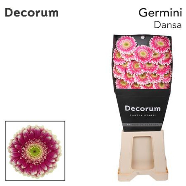 Germini Dansa Diamond 47cm A1