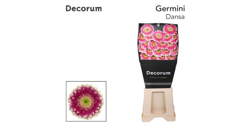 Germini Dansa Diamond 47cm A1