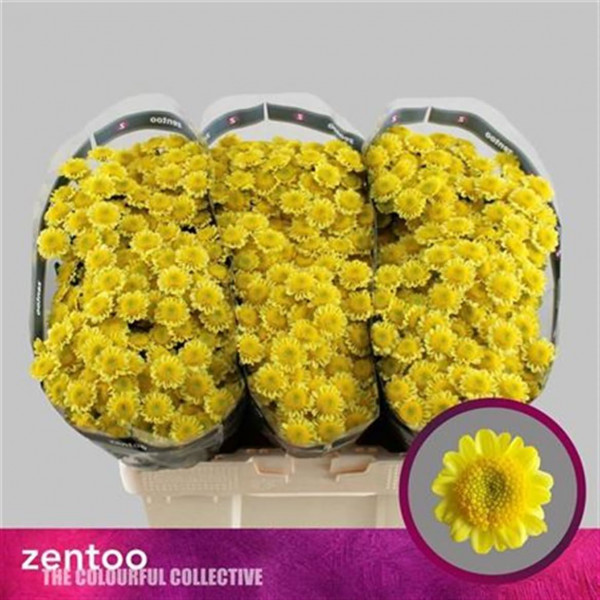 Chrysanthemums S Sun Up Sunny 55cm A1 Col-Yellow