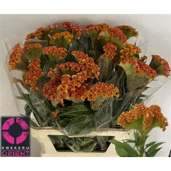 Celosia C Muse Orange 90cm A1