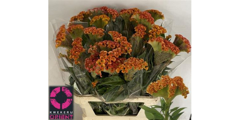 Celosia C Muse Orange 90cm A1