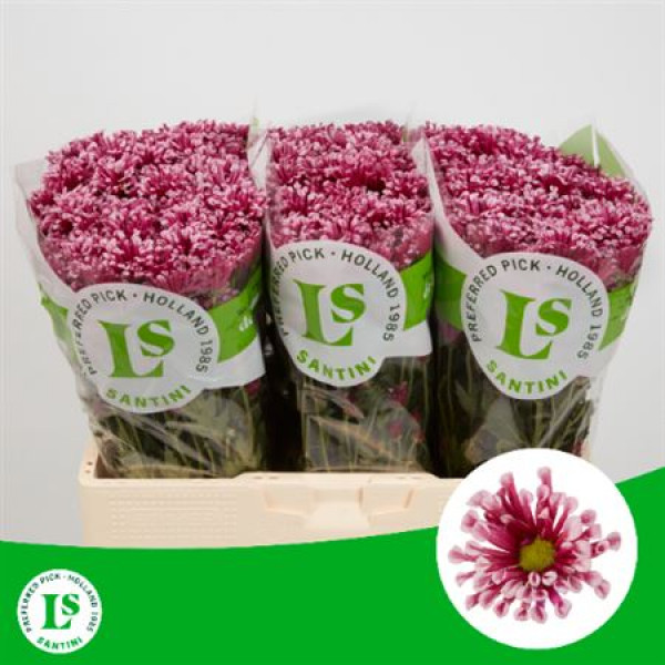 Chrysanthemums S Miri 55cm A1 Col-Pink