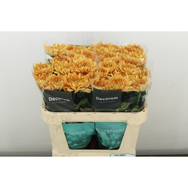 Chrysanthemums G Kalimba Orange 70 cm A1