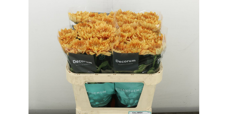 Chrysanthemums G Kalimba Orange 70 cm A1