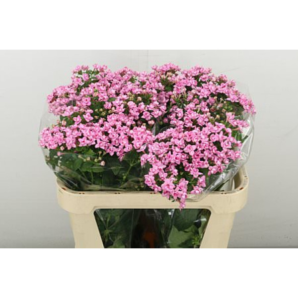 Bouvardia Du Dark Pink Imp 70 cm A1