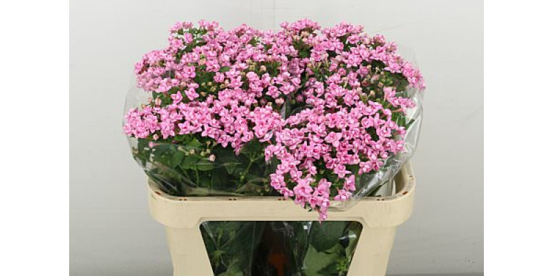 Bouvardia Du Dark Pink Imp 70 cm A1