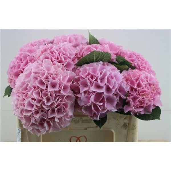 Hydrangea M Pi Floyd Pink 50-17 50cm A1