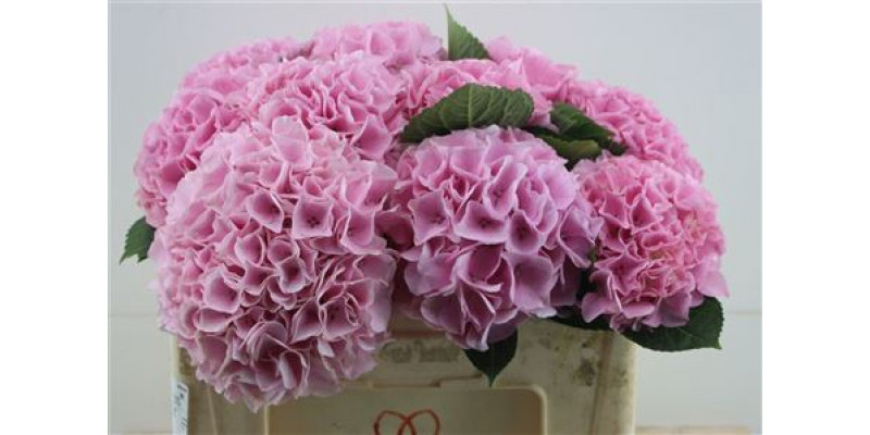 Hydrangea M Pi Floyd Pink 50-17 50cm A1