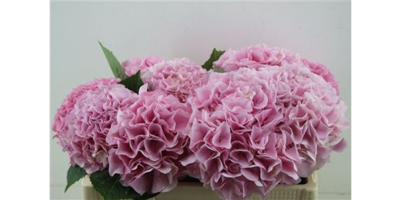 Hydrangea M Pi Floyd 50-18 50cm A1