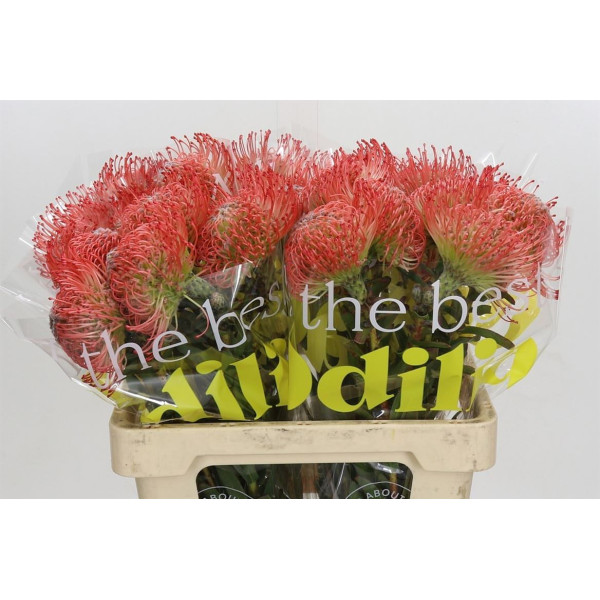 Nutans Ayoba Pink 60 cm A1