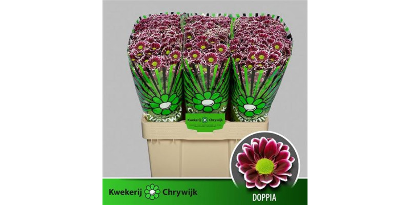 Chrysanthemums S Aaa Doppia 55cm A1