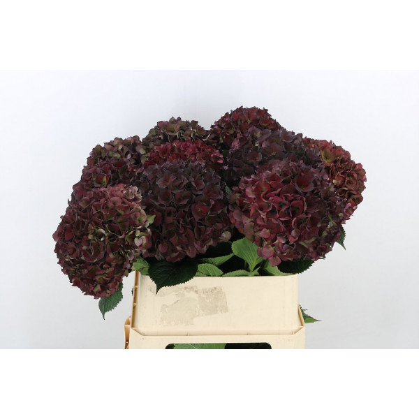 Hydrangea M Mag P Ru Cl P A1