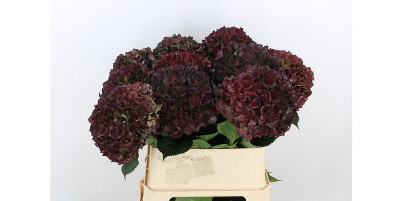 Hydrangea M Mag P Ru Cl P A1