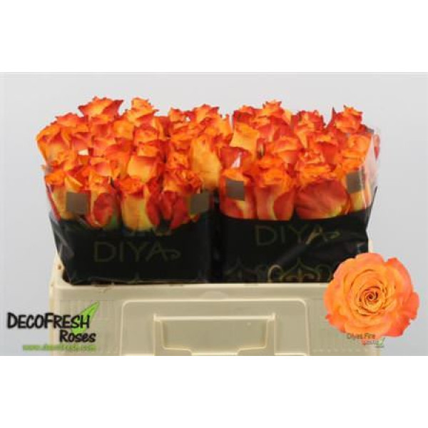 Rose Gr Diyas Fire 50 cm A1 Rose Gr Diyas Fire 50 cm A1