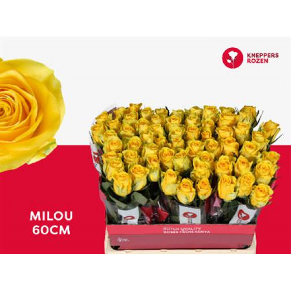 Rose Gr Milou 60 60cm A1