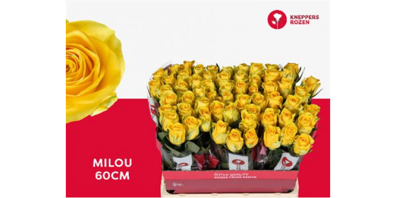 Rose Gr Milou 60 60cm A1