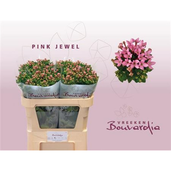 Bouvardia En Pink Jewel 70cm A1