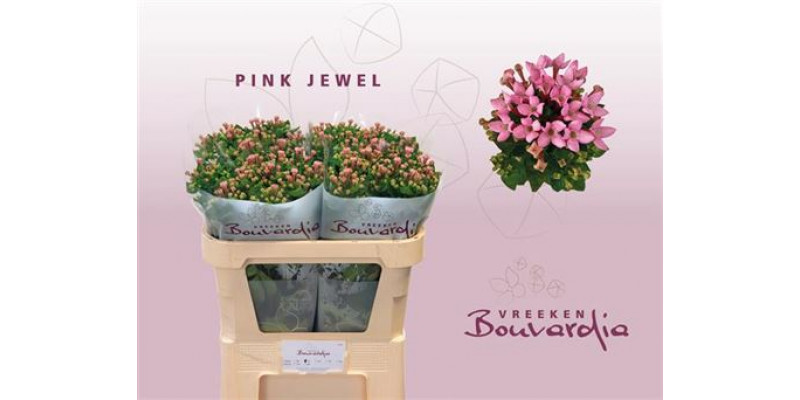 Bouvardia En Pink Jewel 70cm A1