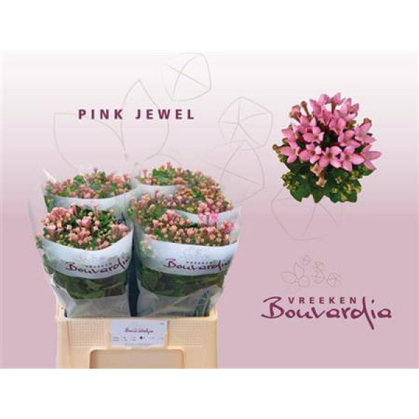 Bouvardia En Pink Jewel 60cm A1