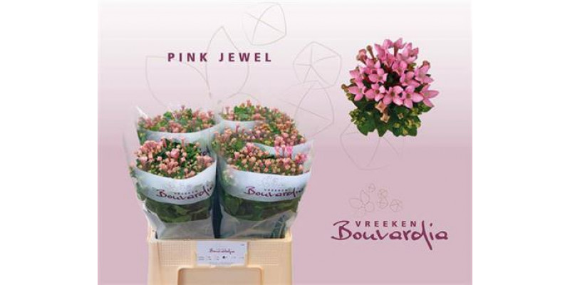 Bouvardia En Pink Jewel 60cm A1