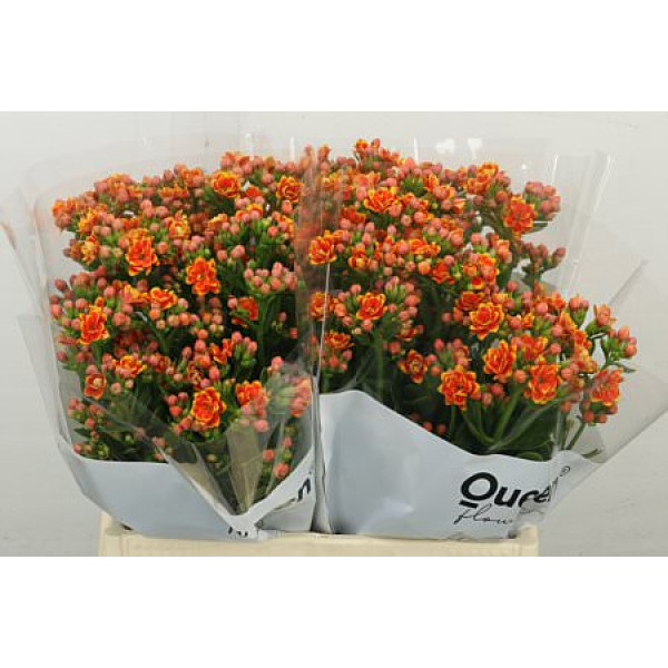 Kalanchoe Flaming Or Med 40 cm A1
