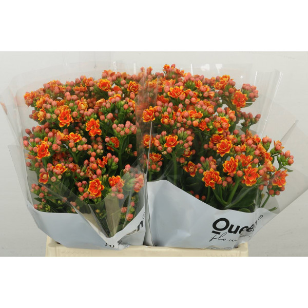 Kal Flaming Or Med 40 cm A1