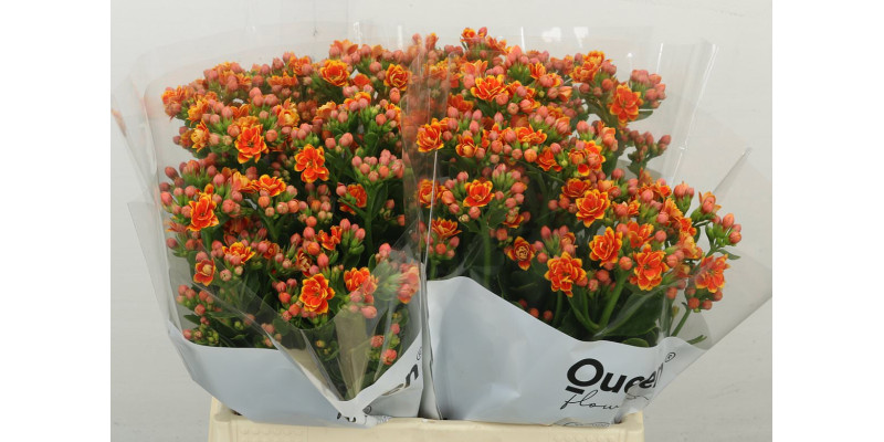 Kal Flaming Or Med 40 cm A1