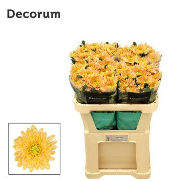 Chrysanthemums G Rossano Salmon 70cm A1