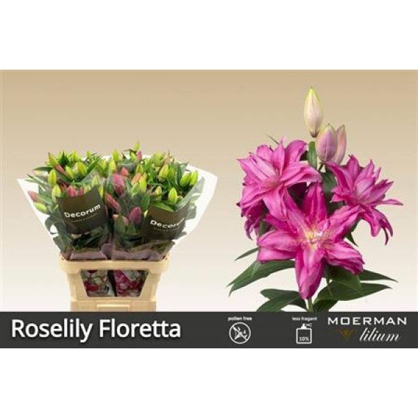 Lillys Or Du Rl Floretta 100 cm A1